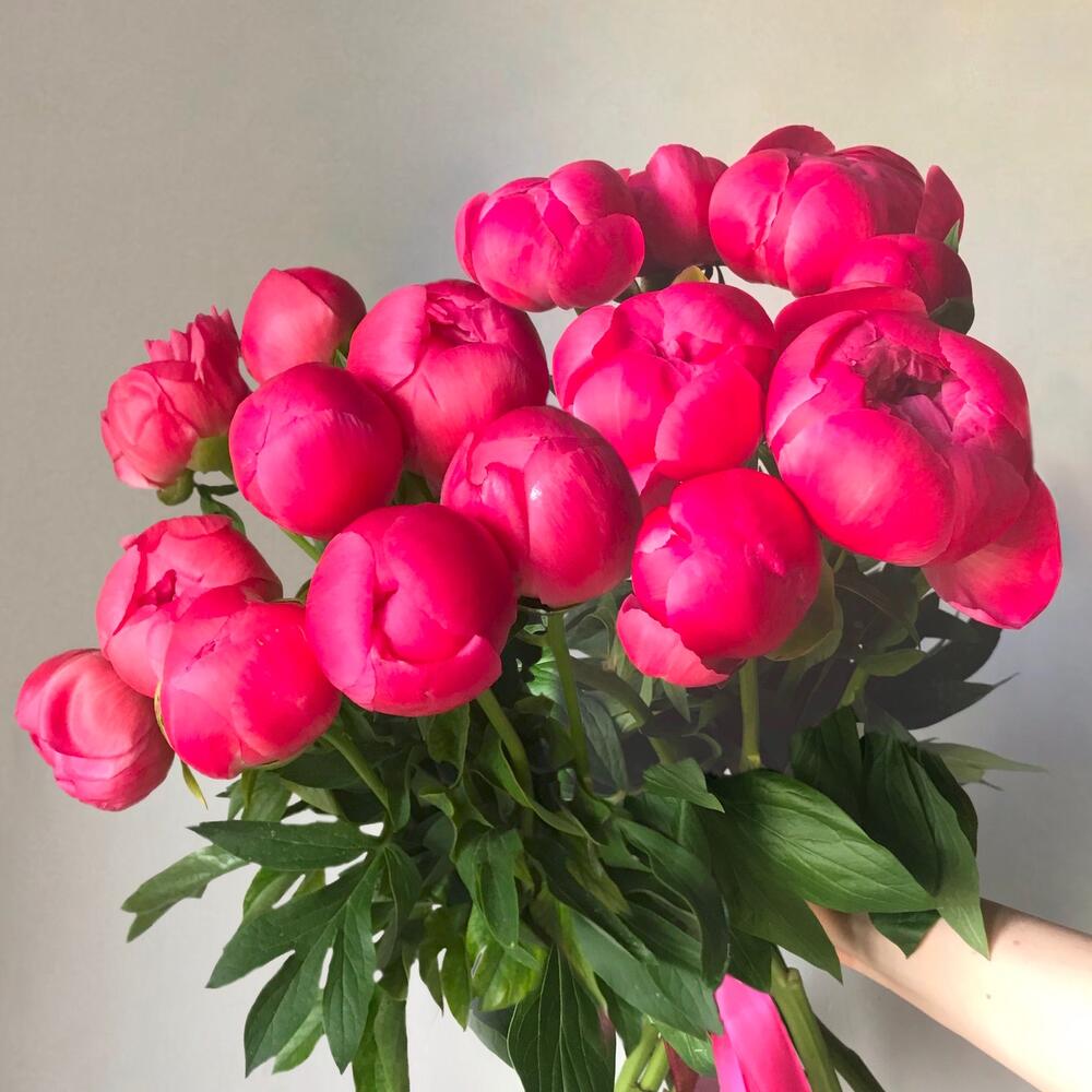 15 peonies - букет из 15ти коралловых пионов