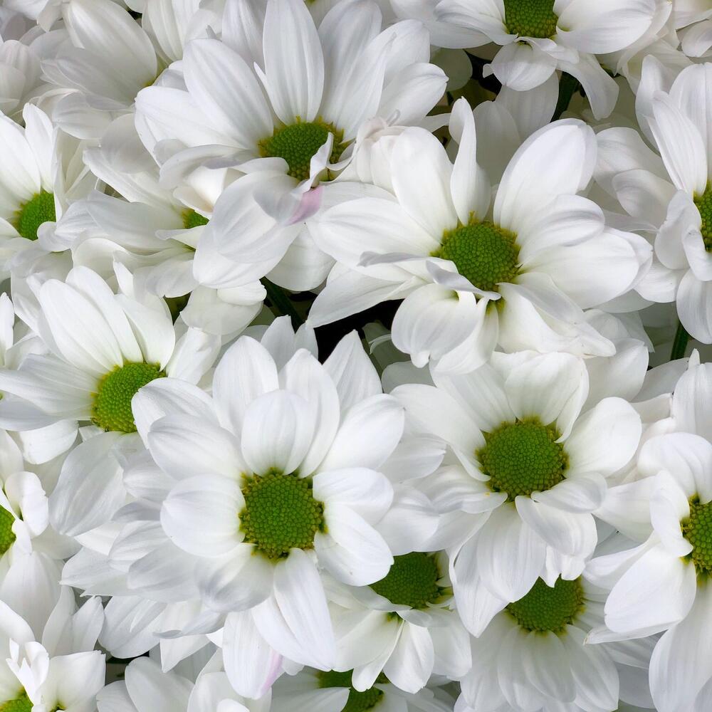 Chrysanthemum