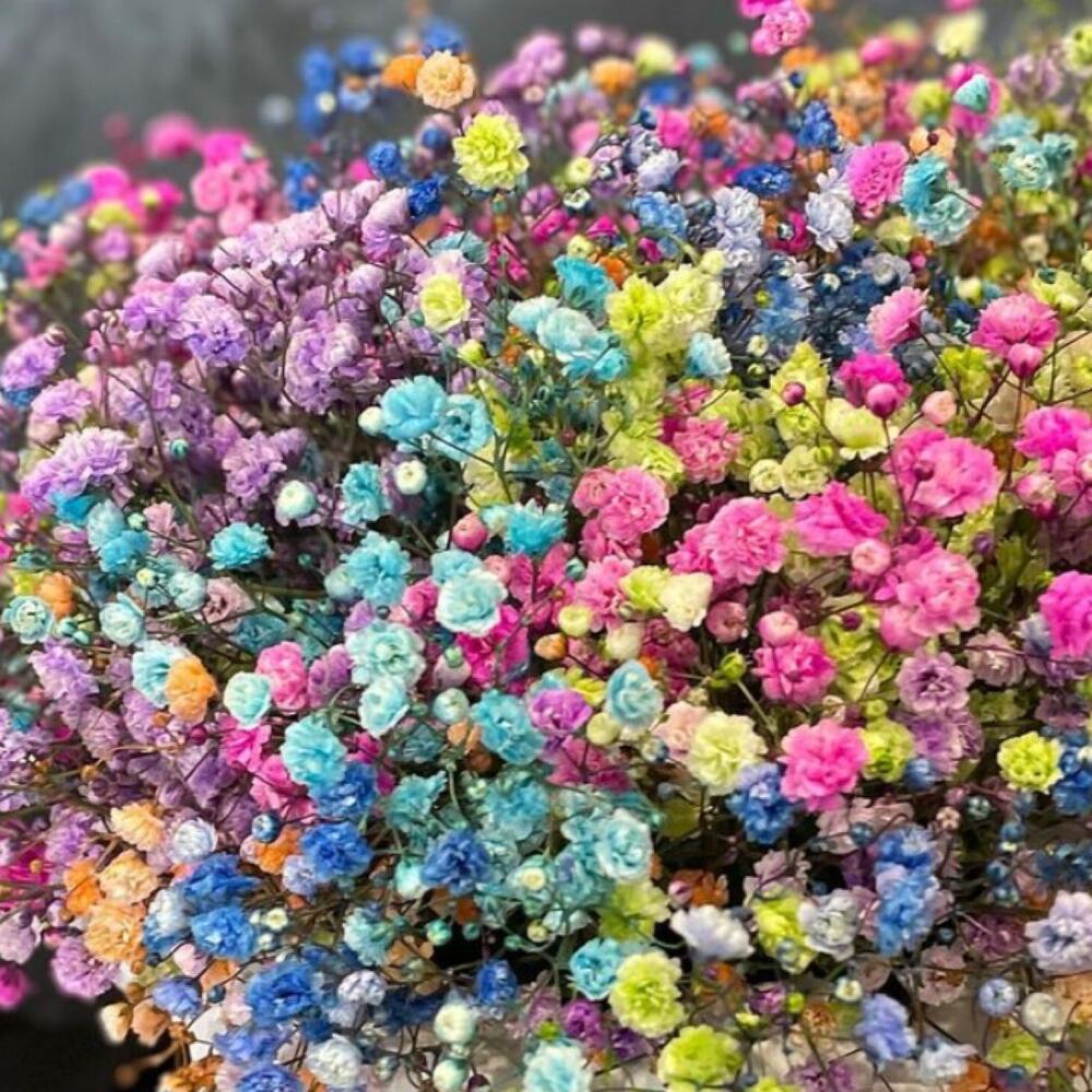 Gypsophila