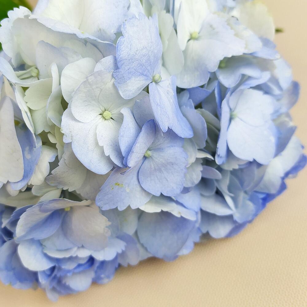 Hydrangea