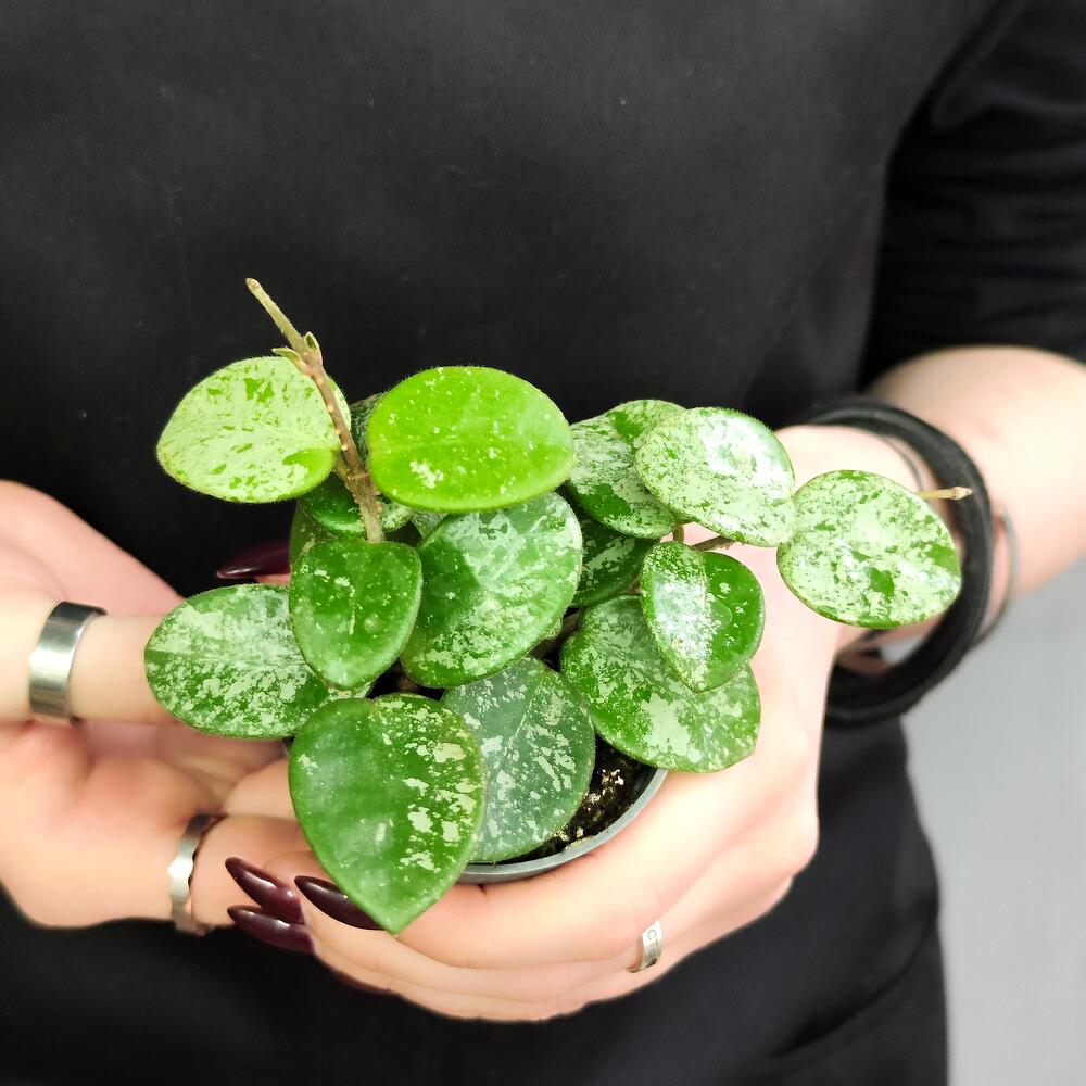 Хойя Матильда Сплэш (Hoya Mathilde splash) D6см, Живые растения в ...