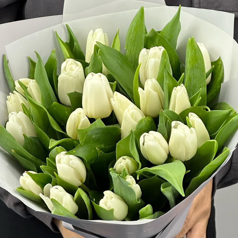 25 tulipán blanco