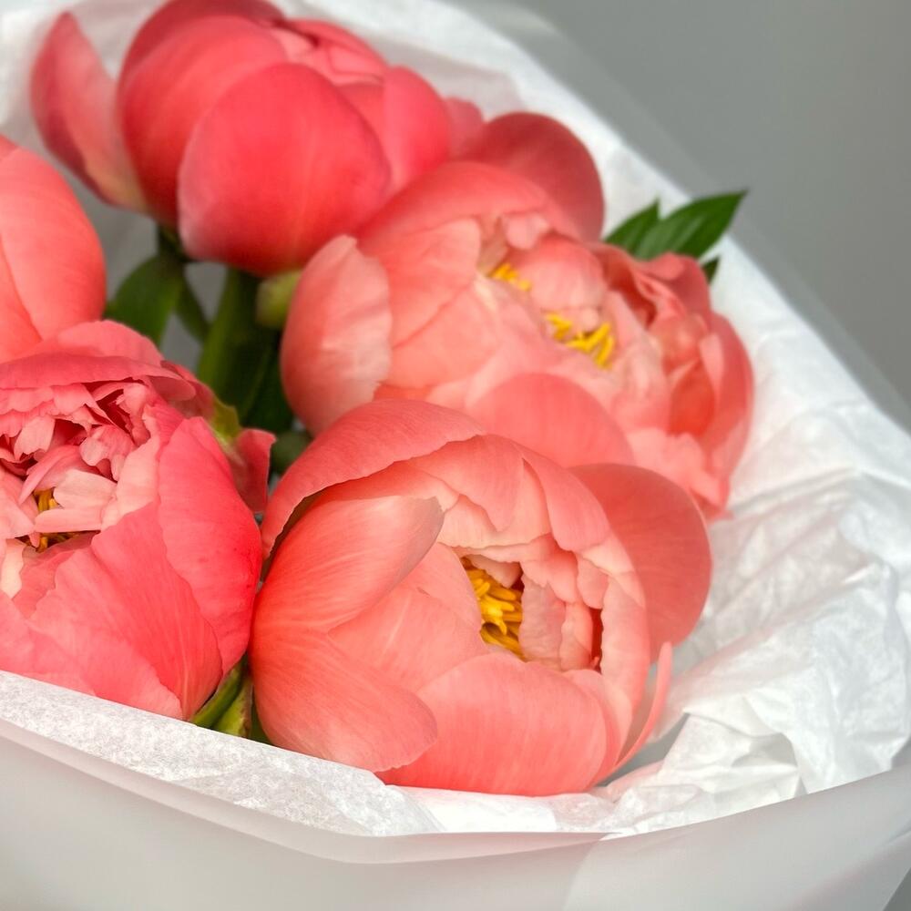 Пионы Коралловые