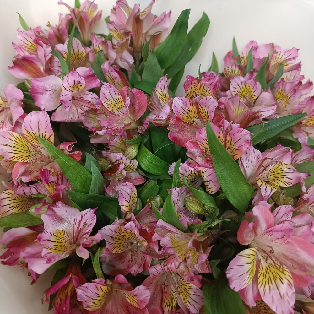 Alstroemeria 17