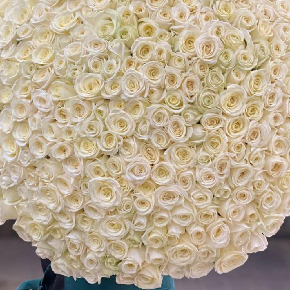 401 holland Roses N-016