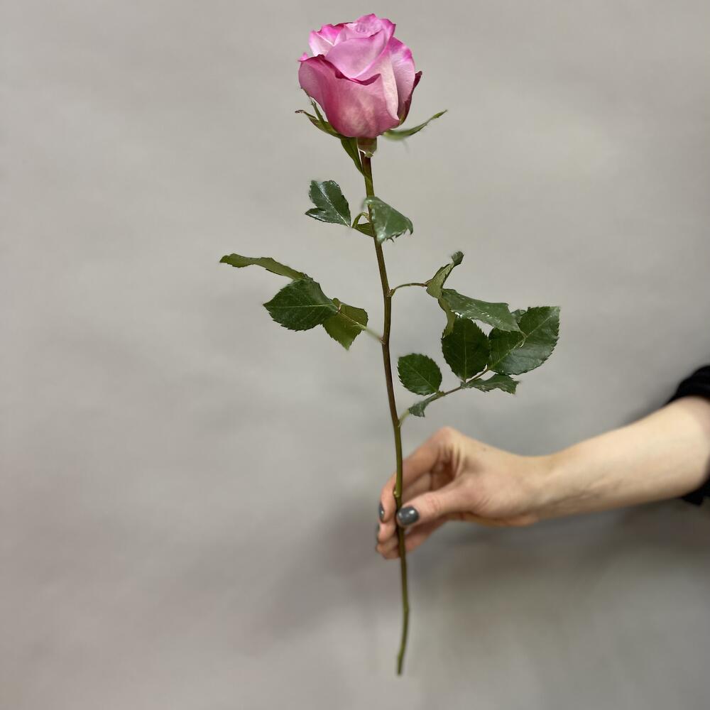 Rosa de una sola cabeza