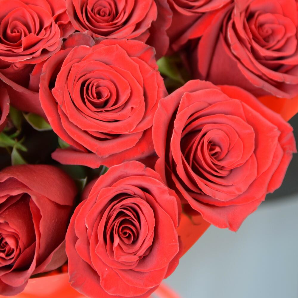 Bouquet of 15 Explorer roses