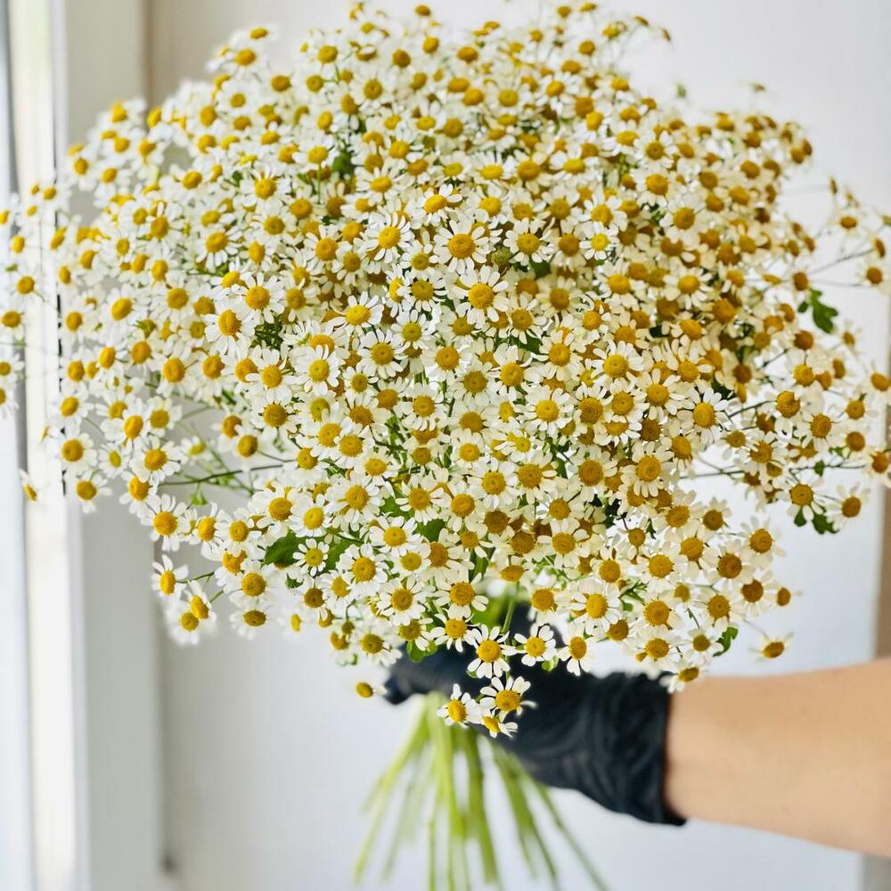 Букет из 23 ромашек