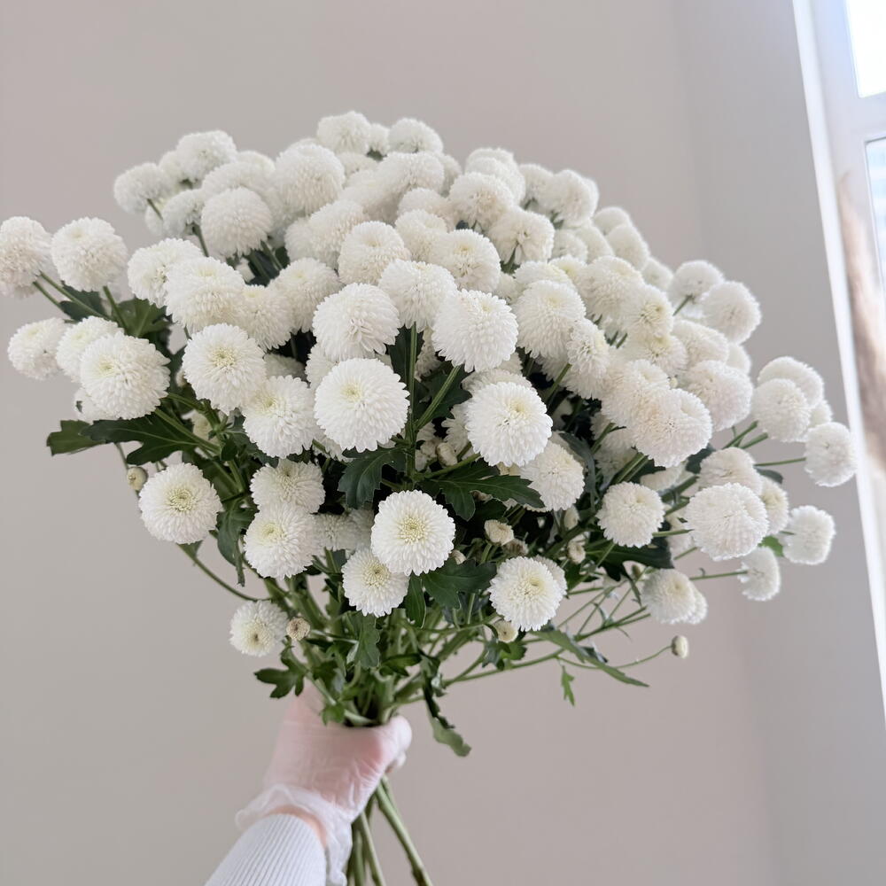 Помпон 15