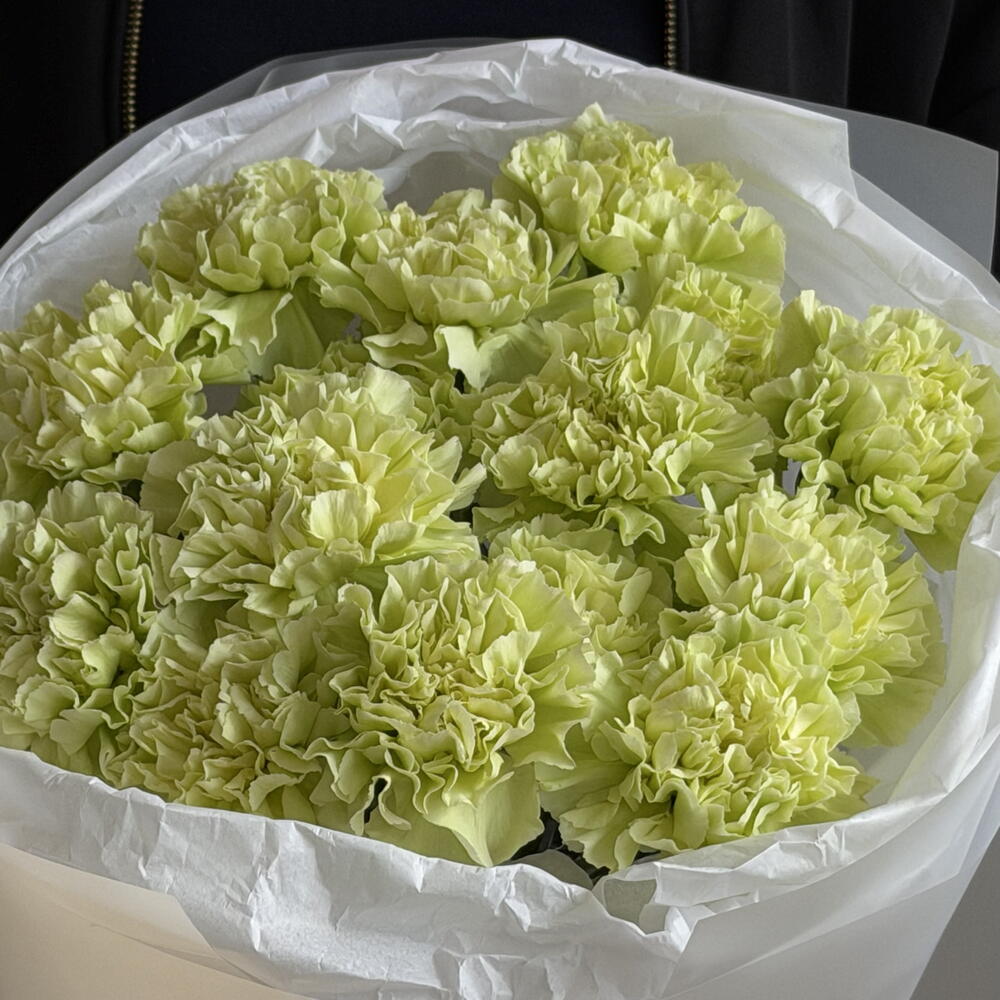 Lime dianthus