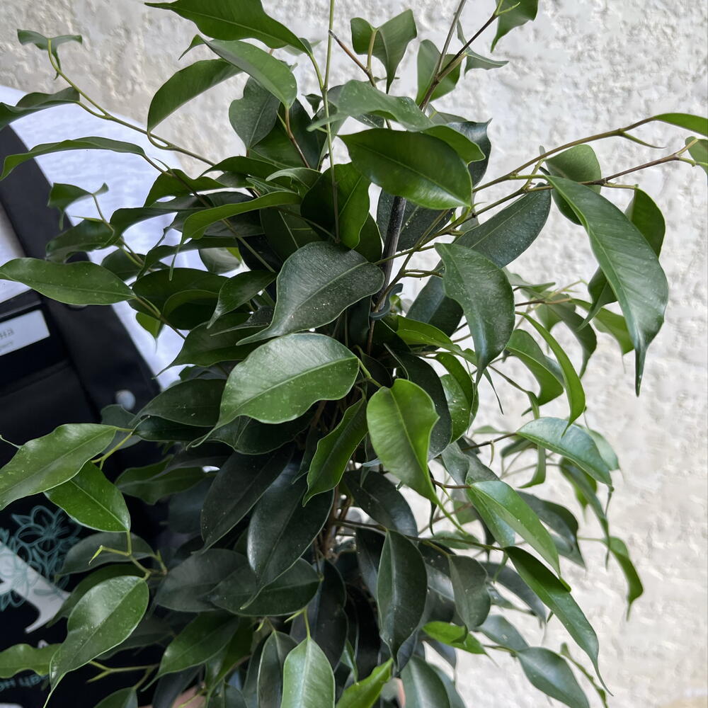 Фикус Бенджамина в горшке — живое интерьерное дерево 🌳