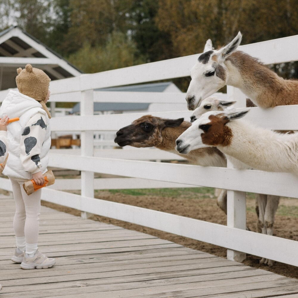 Необычный подарок парню — день на Ферме Альпак в Москве (Щелково)