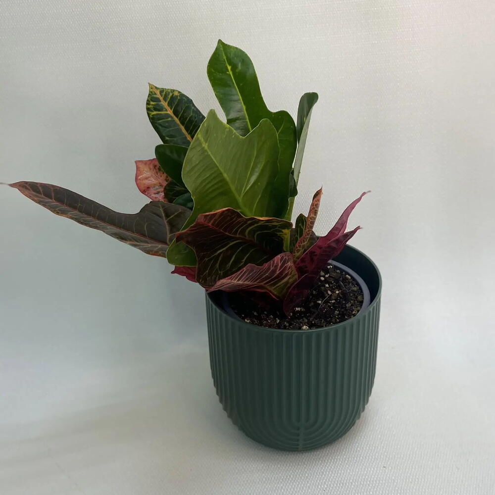 Кодиеум / Codiaeum