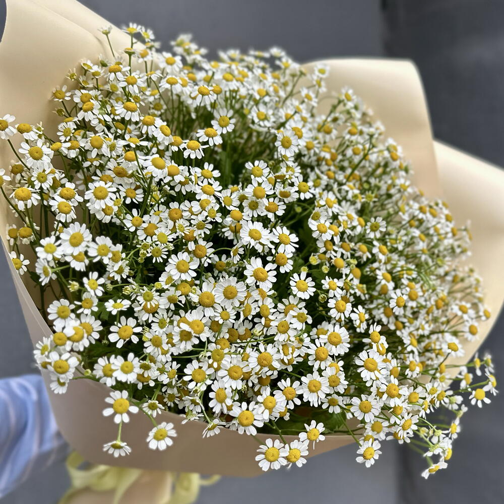 Маленькие ромашки