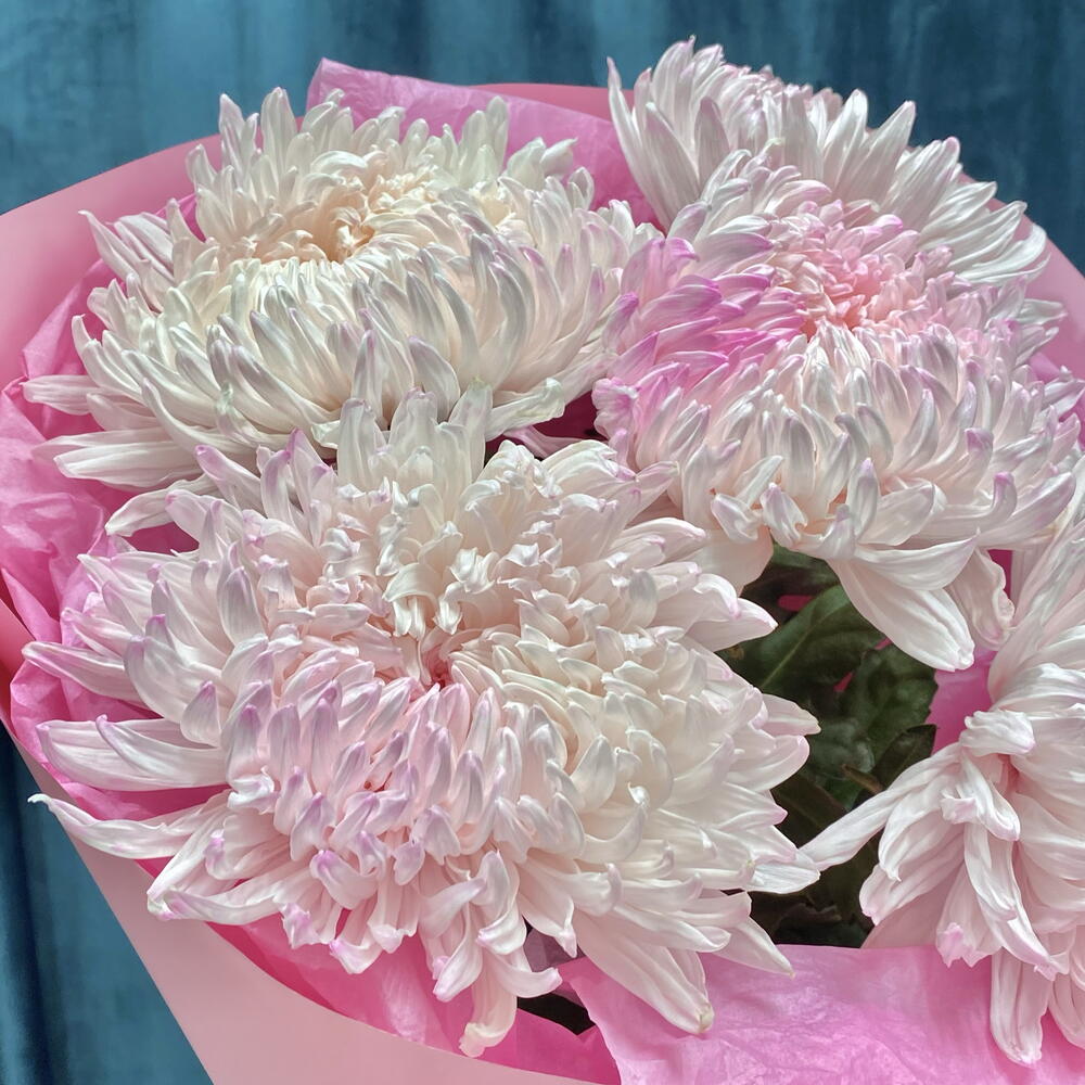 Хризантемы «зефирные»🌸