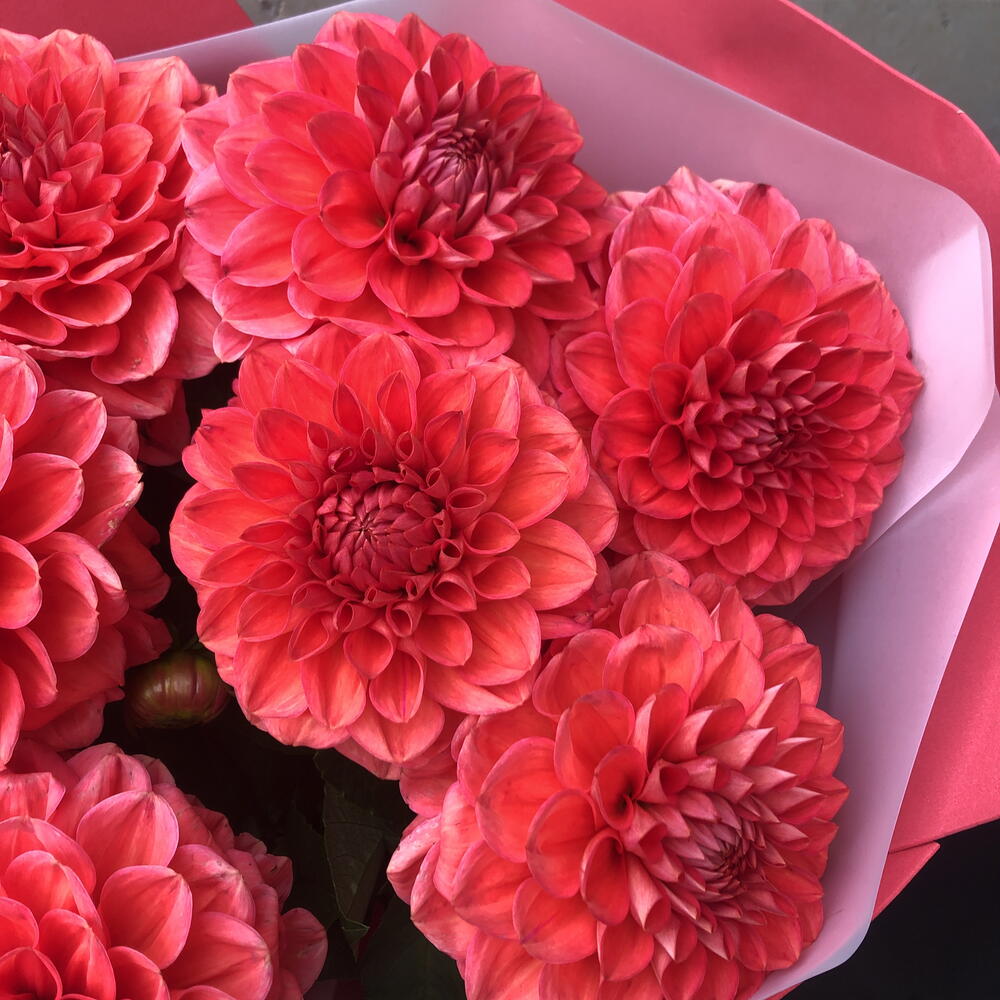 Георгины 🌺🌺🌺🌺🌺
