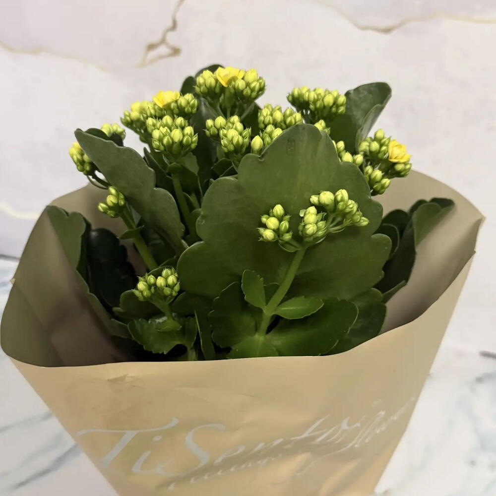 Каланхое