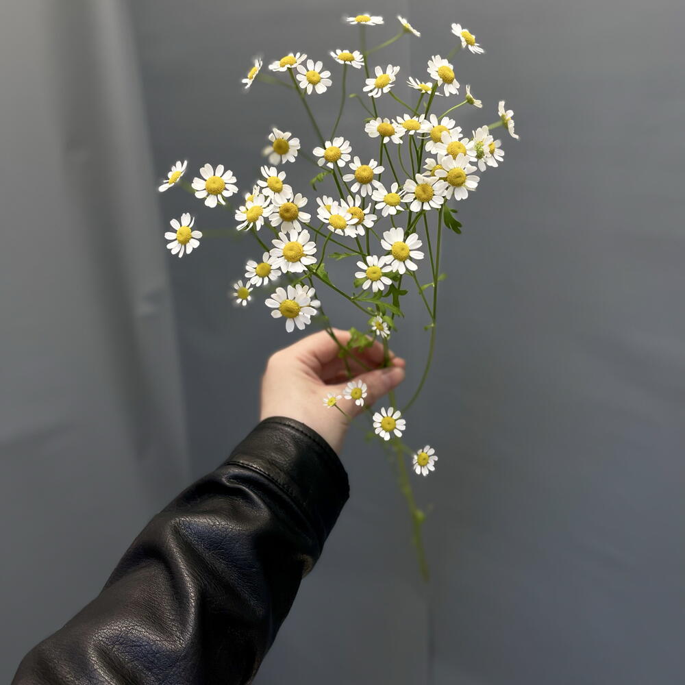 Матрикария
