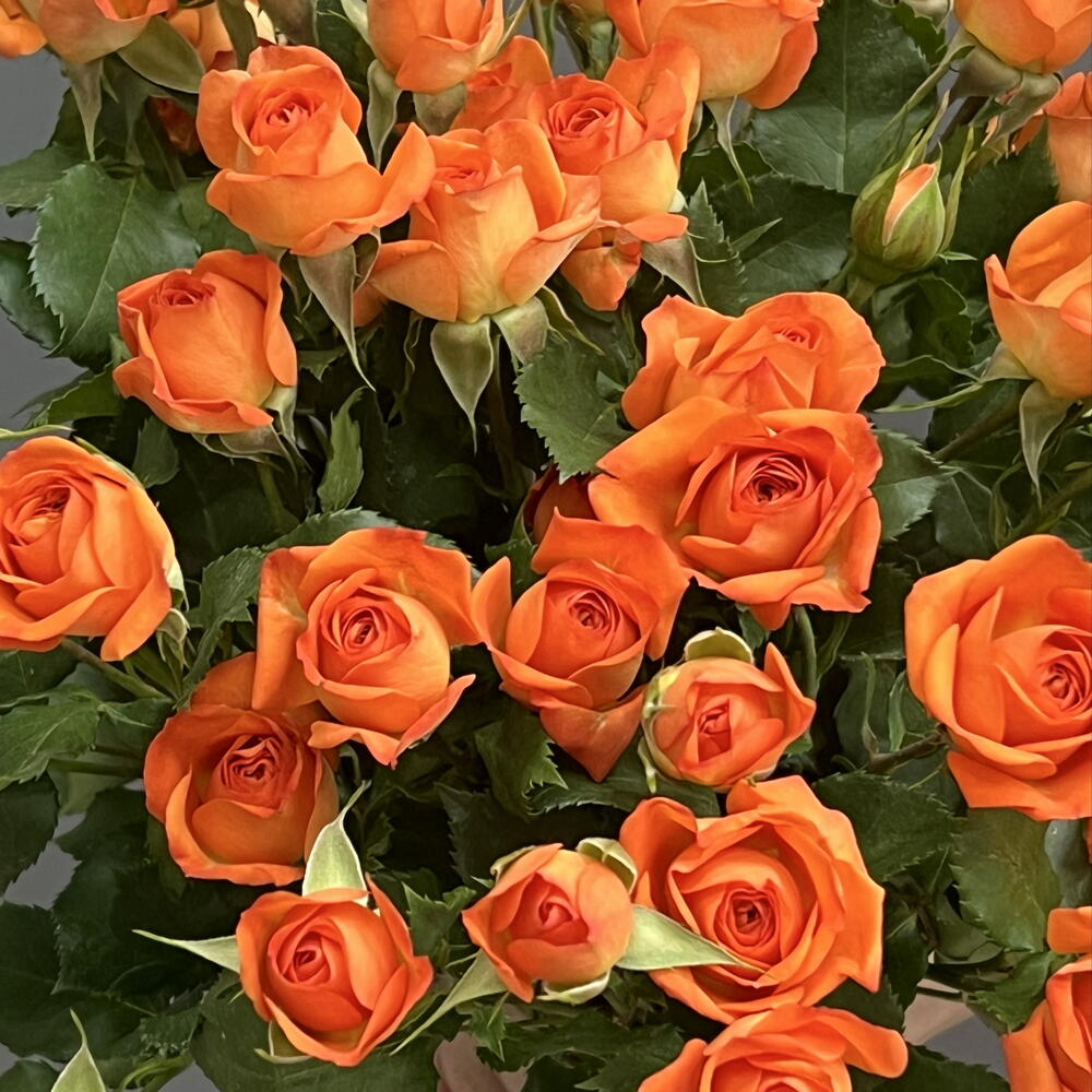 Моно 20