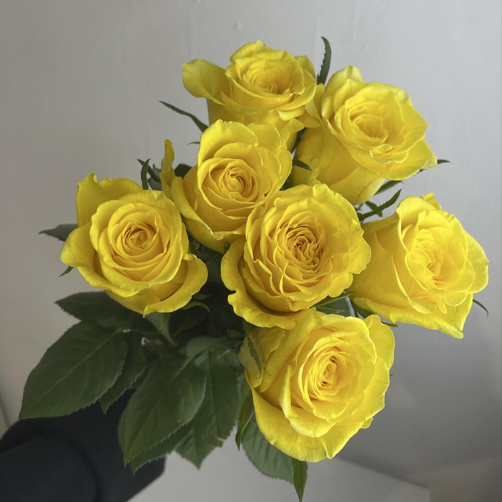 Розы жёлтые 💛 7