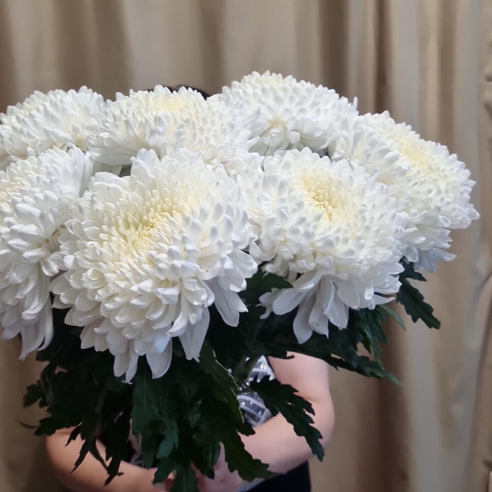 Хризантемы