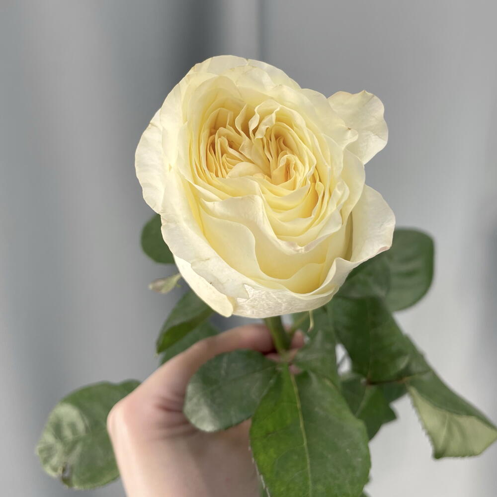 Роза «Кендллайт»