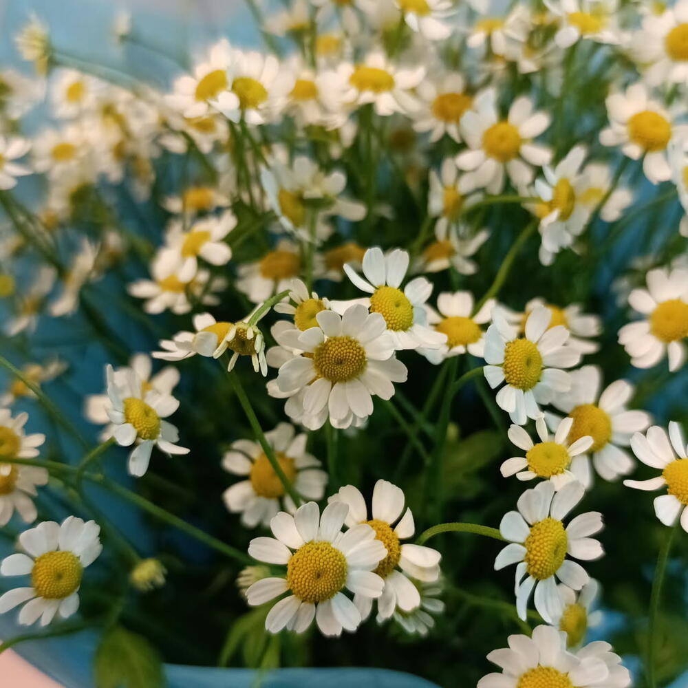 Ромашки