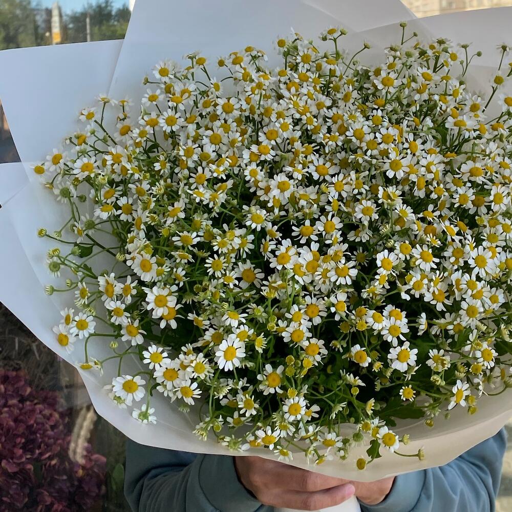 Ромашки