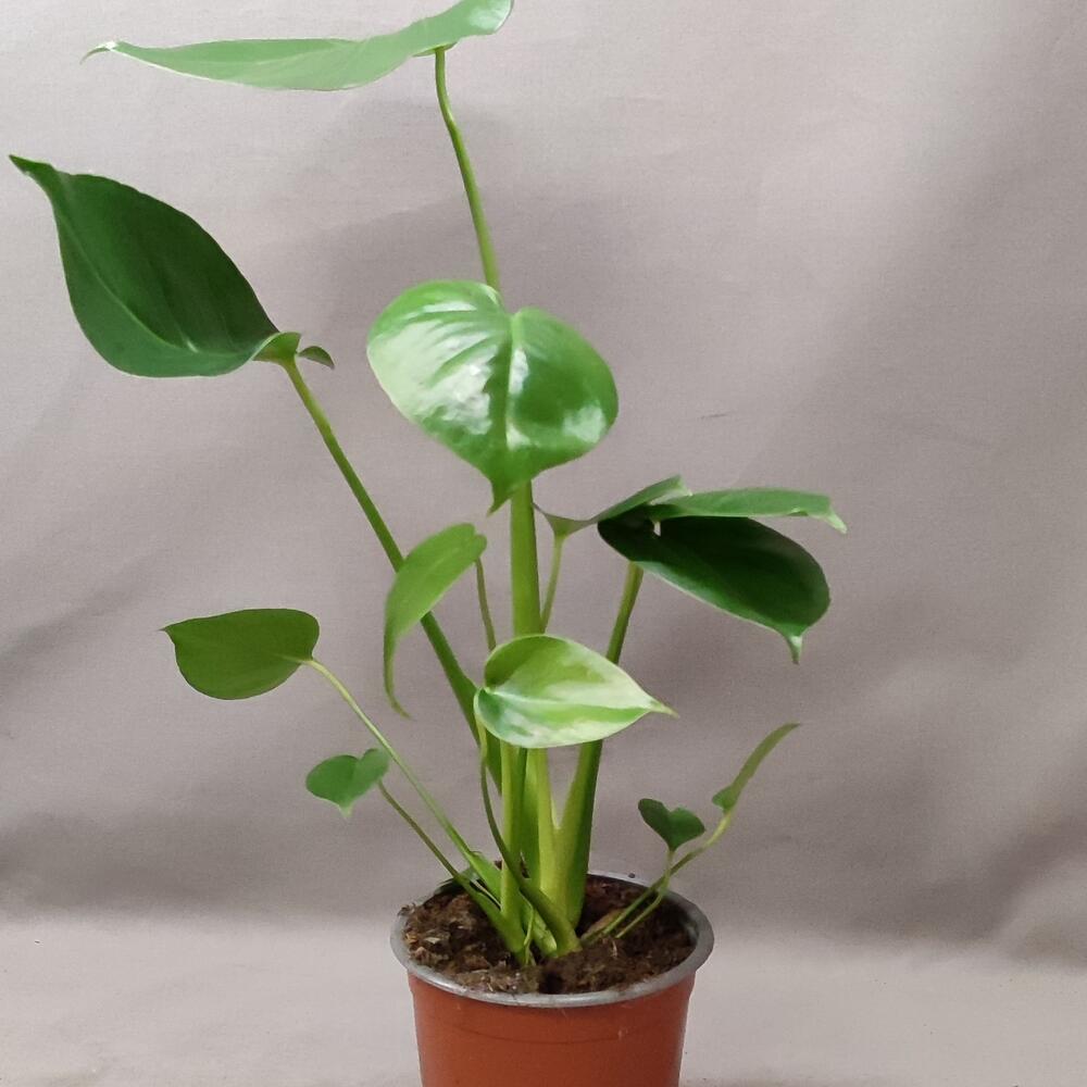 Монстера, комнатное растение для дома и офиса, Live Plants Moscow, buy ...