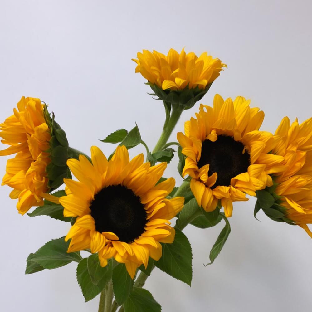 Подсолнух 🌻