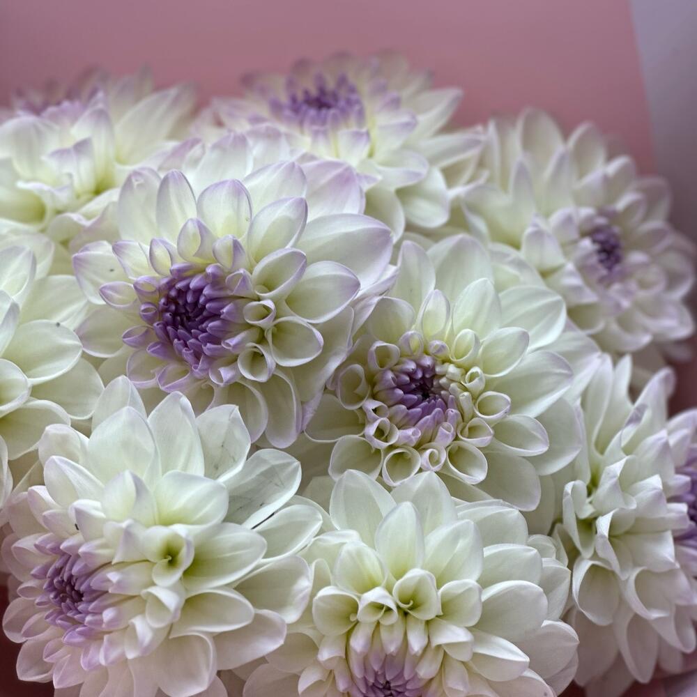 Dahlias
