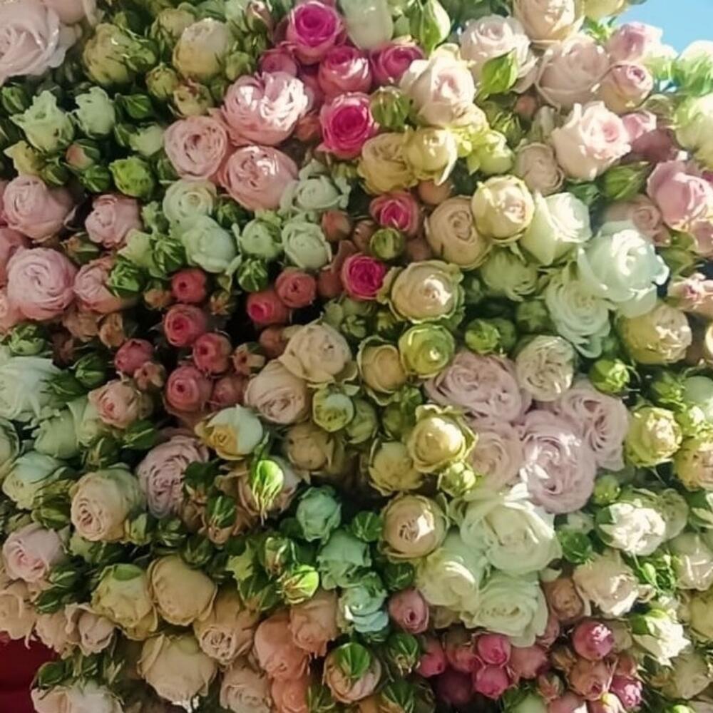 Букет  из  кустовых  роз микс 101шт