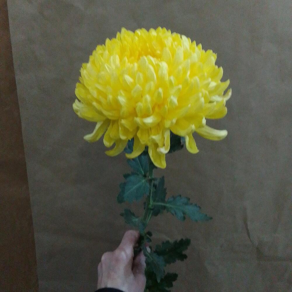 Хризантема