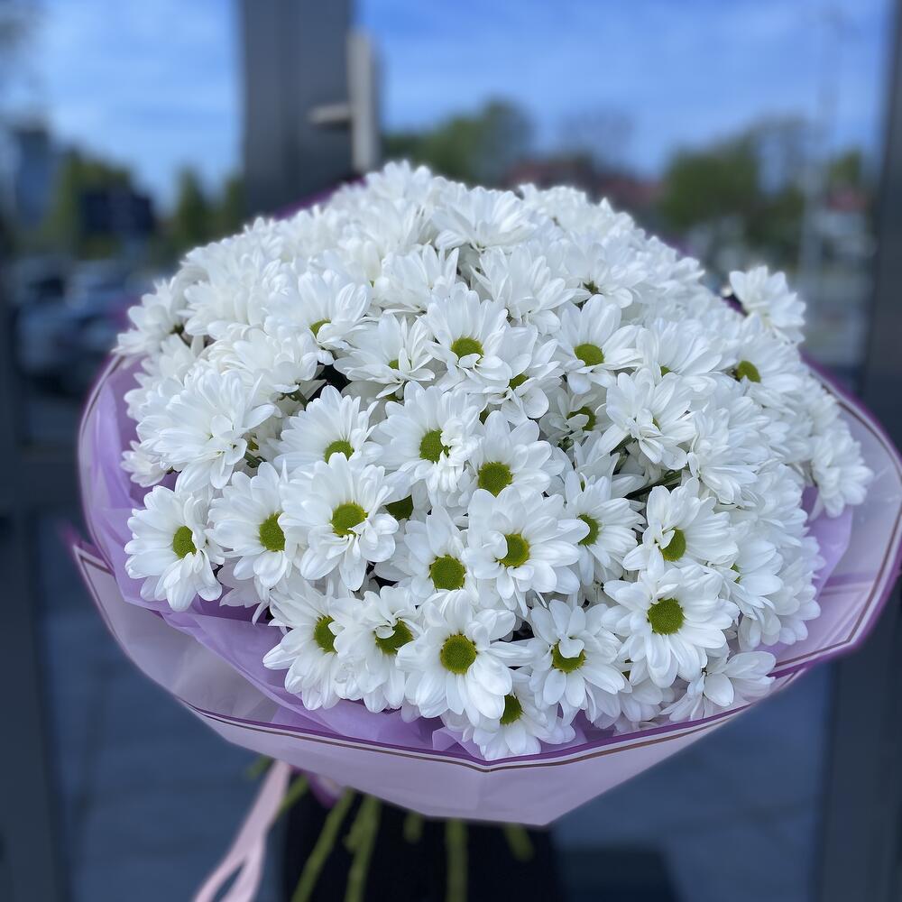 251 белая ромашка