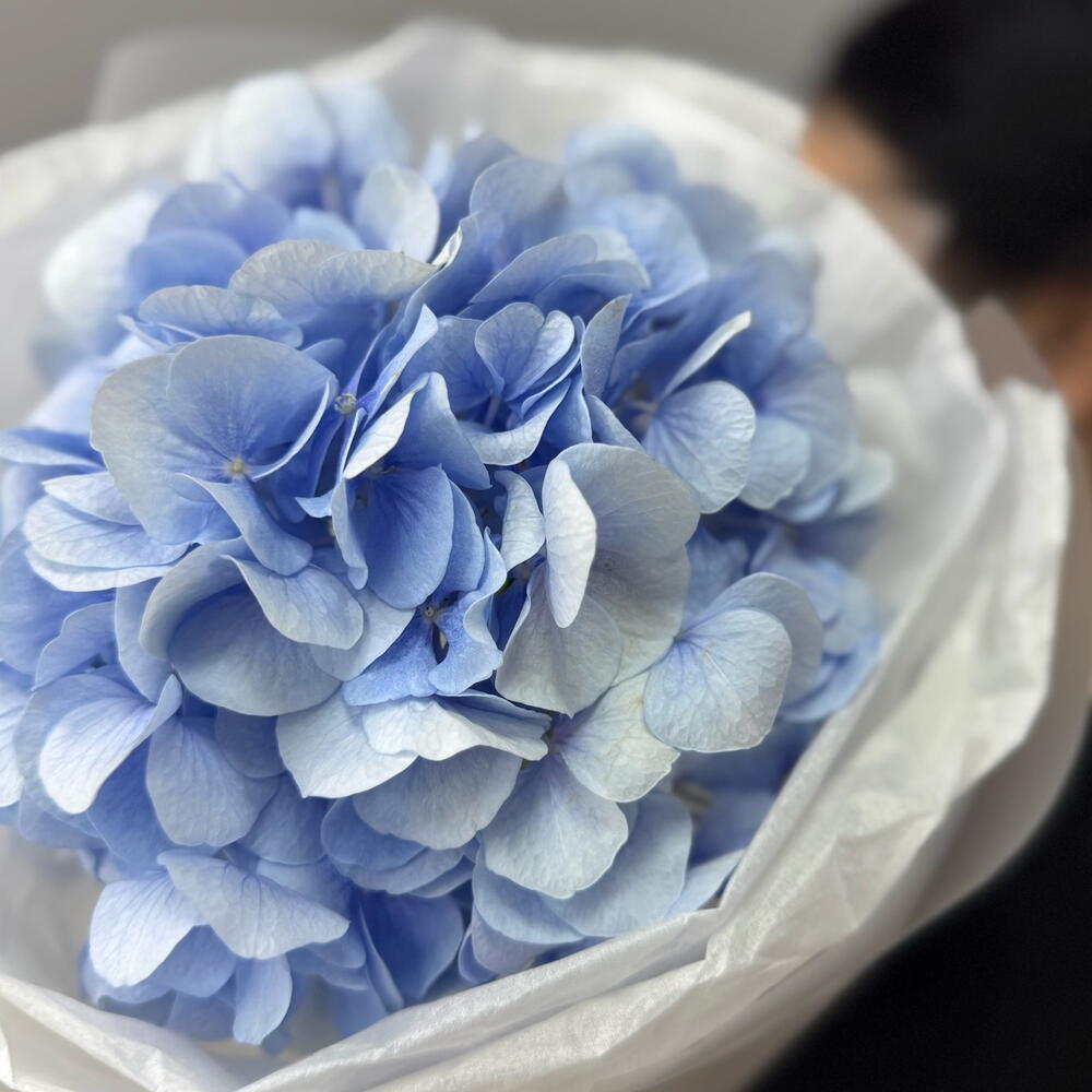 Нежность 💙 Гортензия