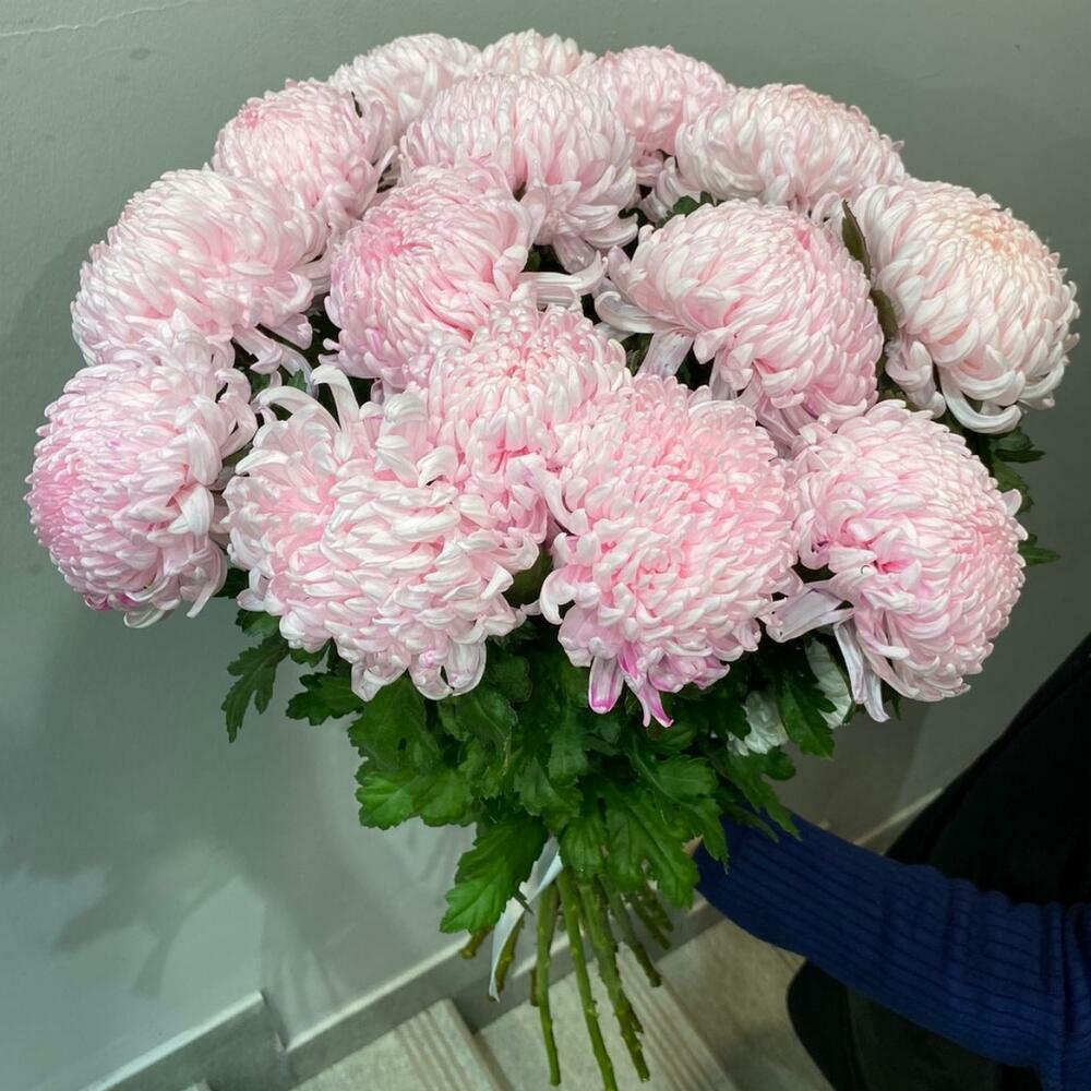 Хризантемы 15 шт