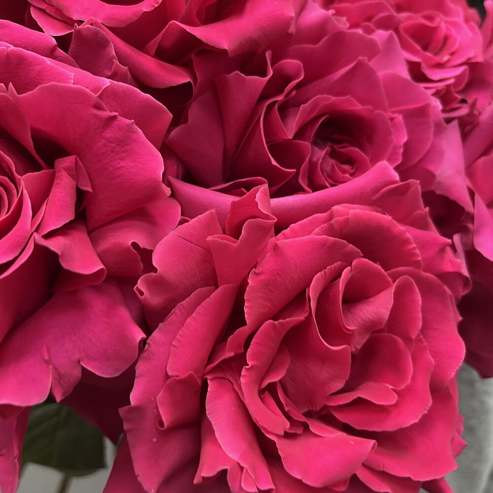 Яркое моно из французской розы 💓