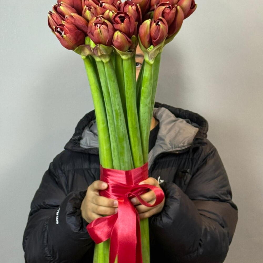 Амариллисы красные