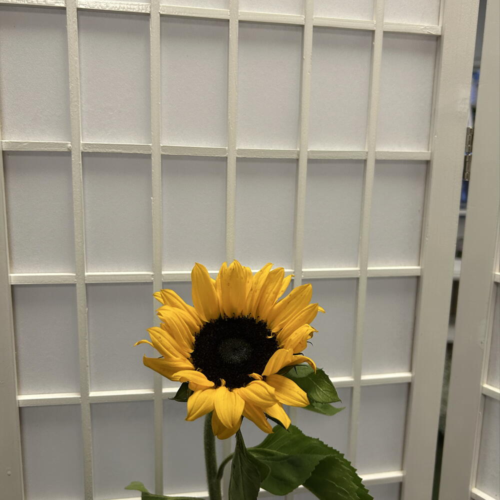 солнце🌻