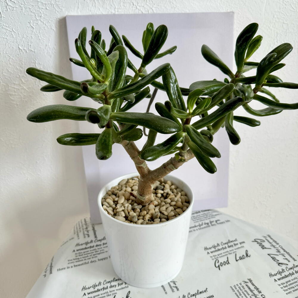 Крассула в белой керамике (денежное дерево с рожками Horn tree