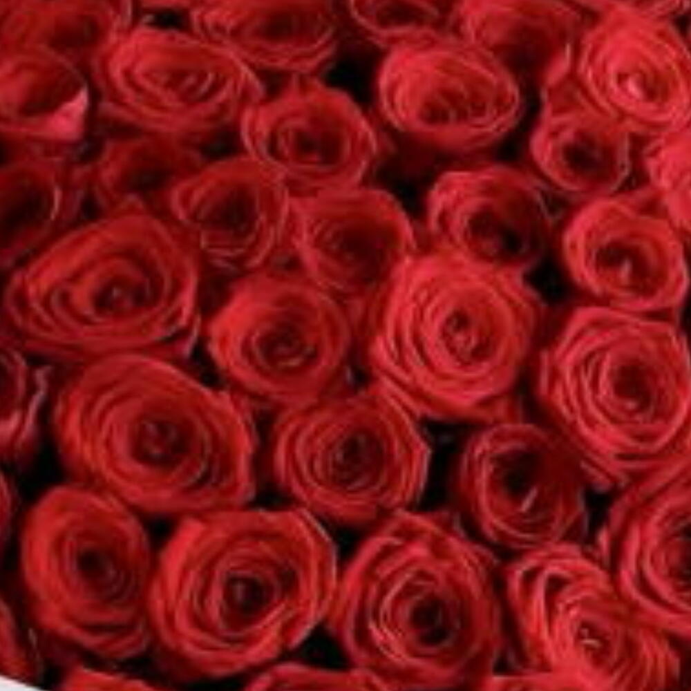 101 красная Роза букет 🌹