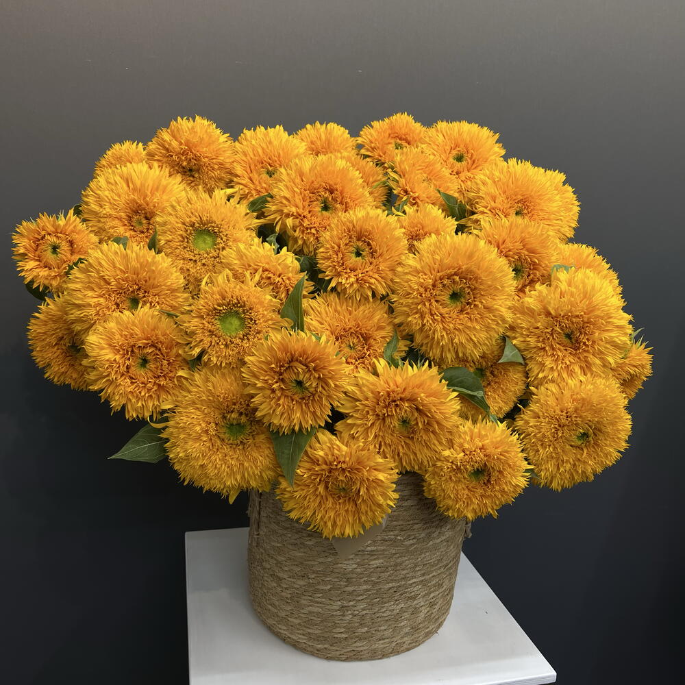 Подсолнух «Тедди» / Sunflower "Teddy" 35шт