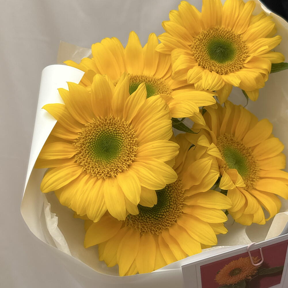 Подсолнухи 🌻