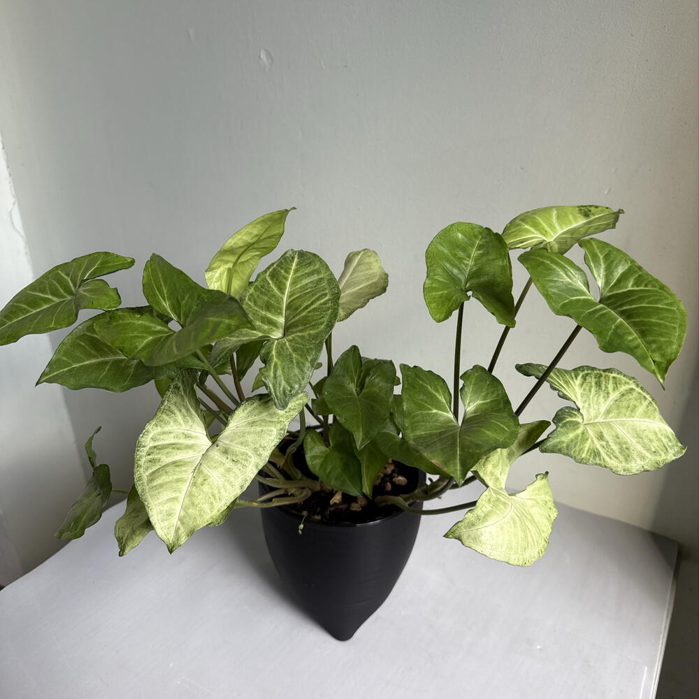 Сингониум🌿