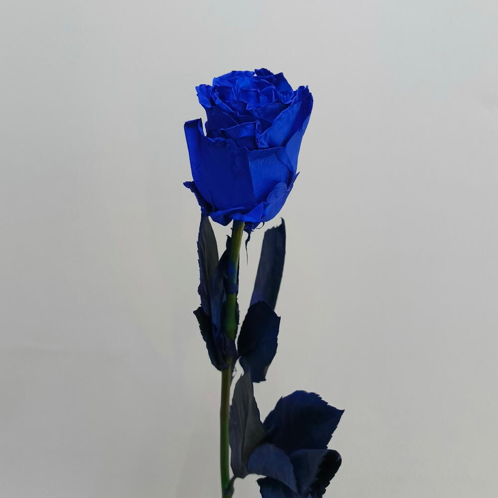Роза синяя "Tinted blue"