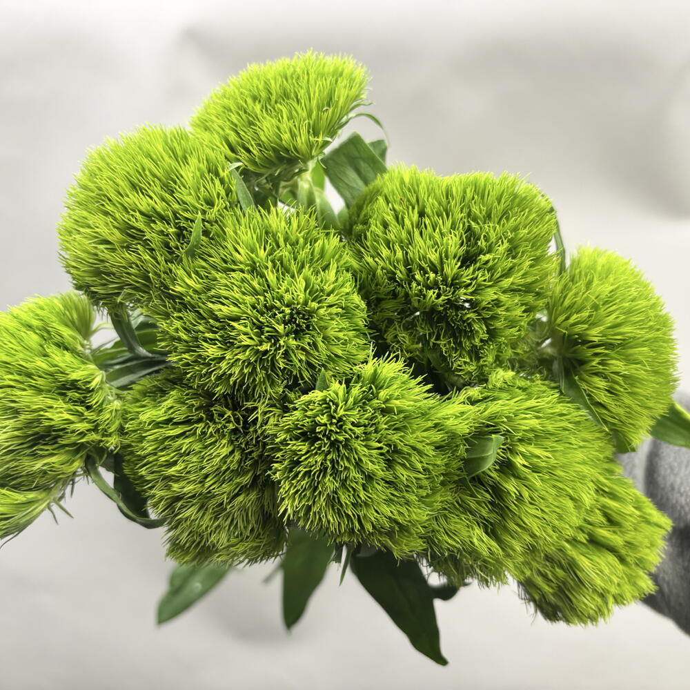 Диантус Kiwi