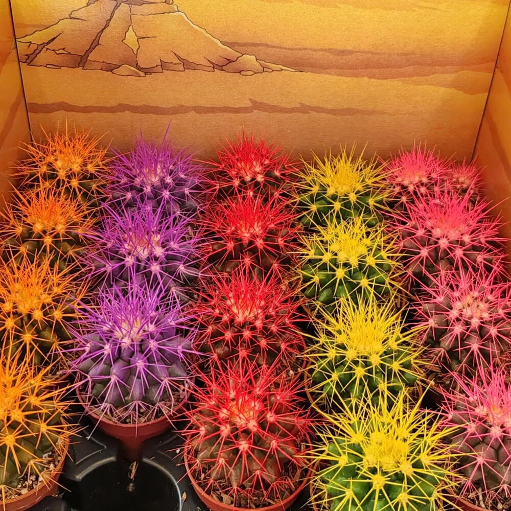 Cactus en stock