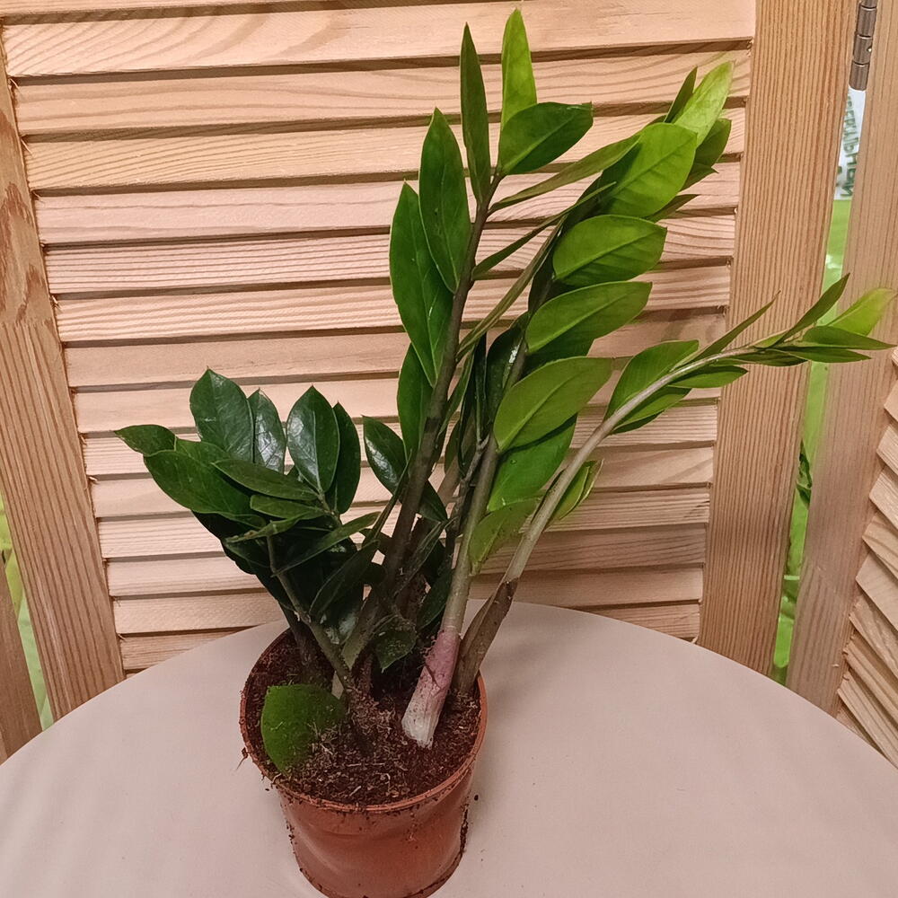 Замиокулькас (Zamioculcas 3+)