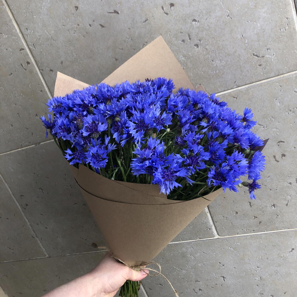 Васильки💐💐💐💐💐