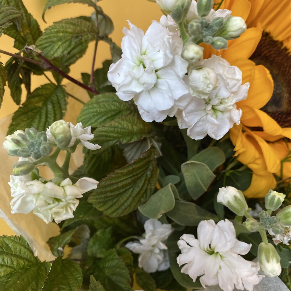 🌱 Букет- комплимент с подсолнухом